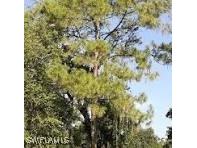 12th Avenue SE Naples FL 34117 225065196 image1