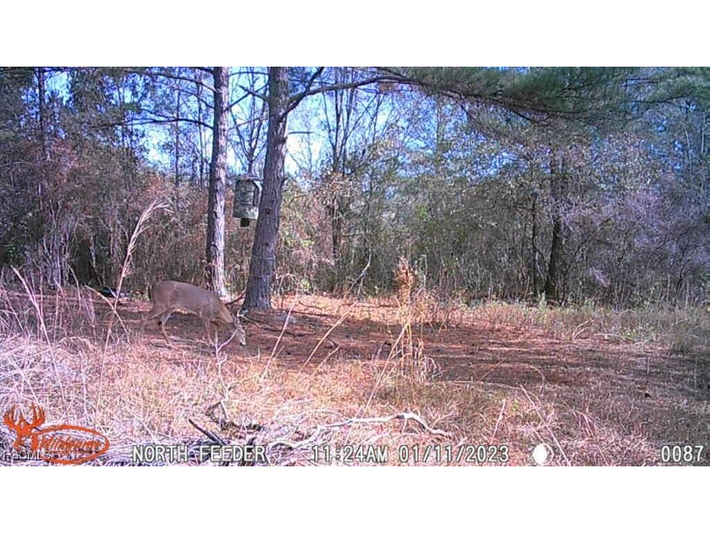 Big Joe Road Monticello FL 32344 2025007616 image4