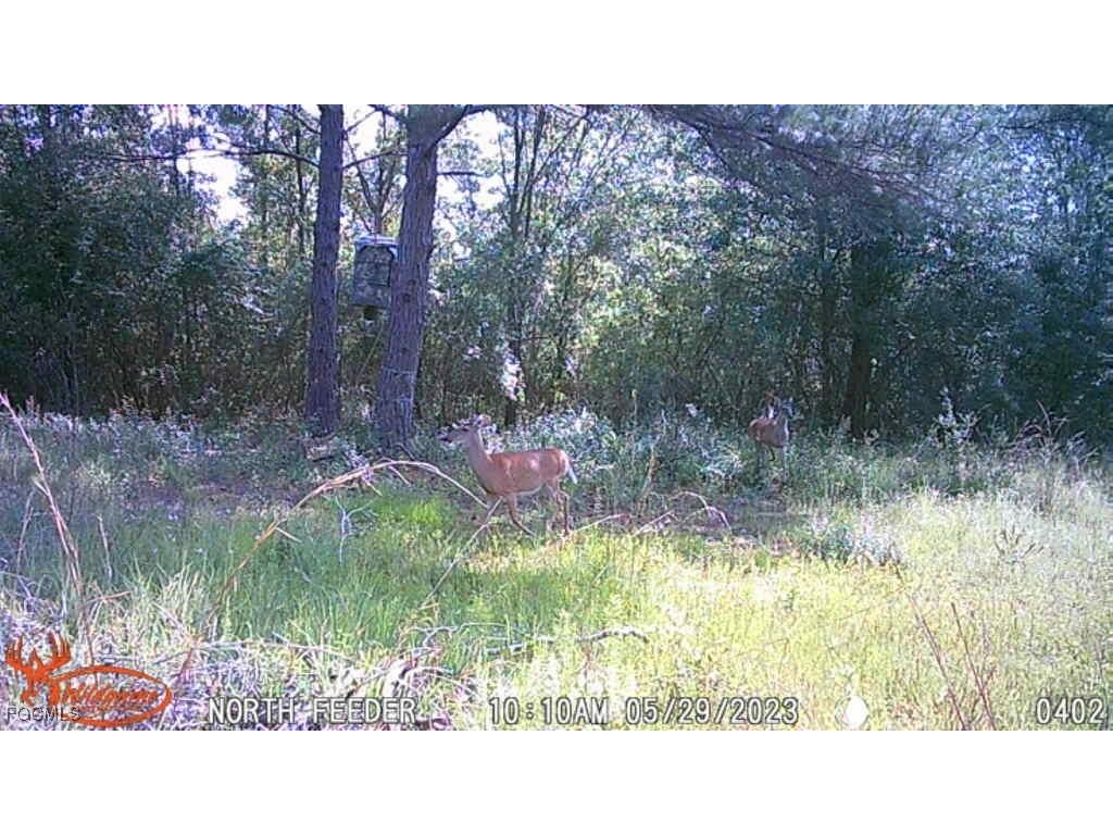 Big Joe Road Monticello FL 32344 2025007616 image5