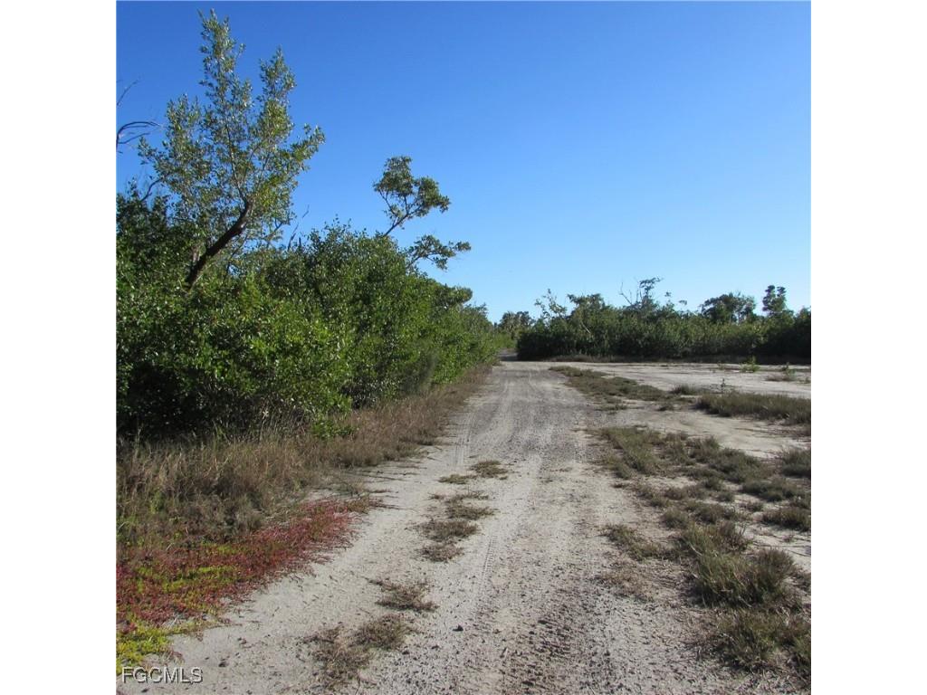 Ficus Tree Bokeelia FL 33922 2026001035 image3
