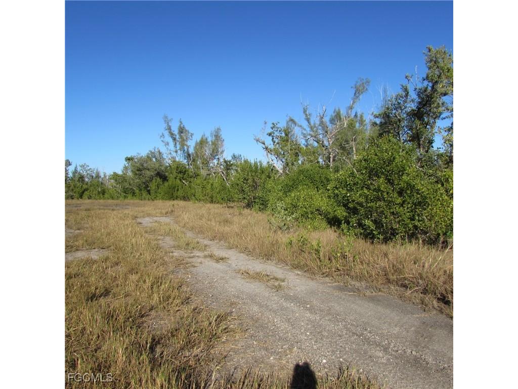 Ficus Tree Bokeelia FL 33922 2026001035 image4