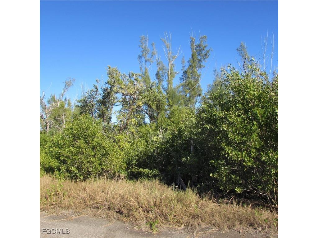 Ficus Tree Bokeelia FL 33922 2026001035 image5