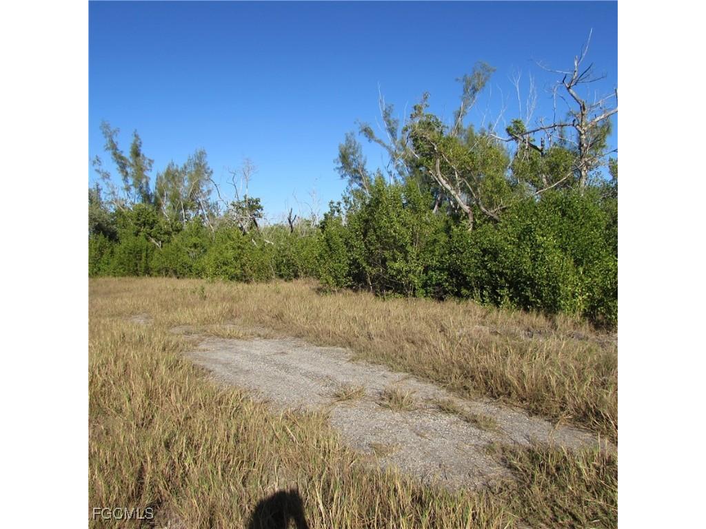 Ficus Tree Bokeelia FL 33922 2026001035 image6