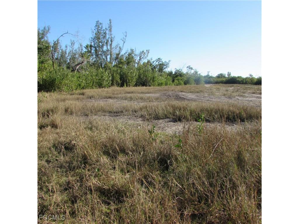 Ficus Tree Bokeelia FL 33922 2026001035 image7