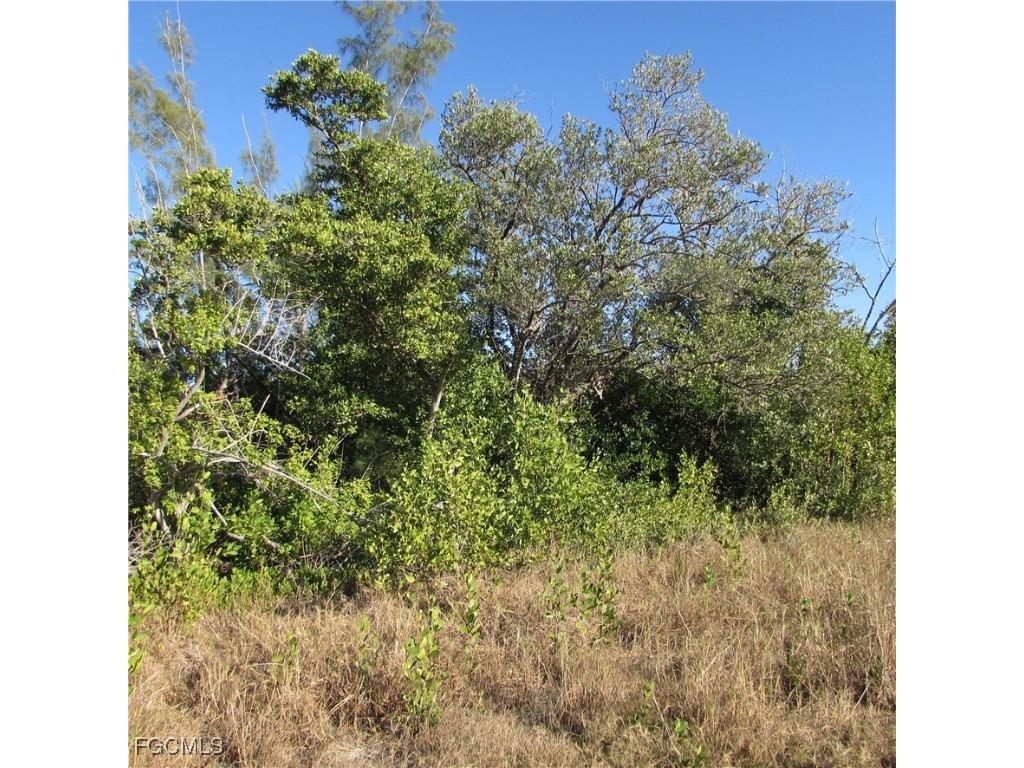 Ficus Tree Bokeelia FL 33922 2026001035 image8