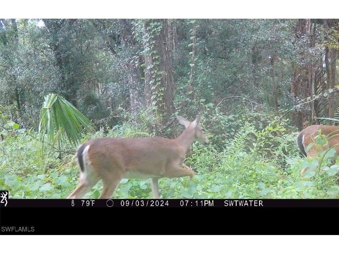 Secretariat Drive Labelle FL 33935 225021016 image23