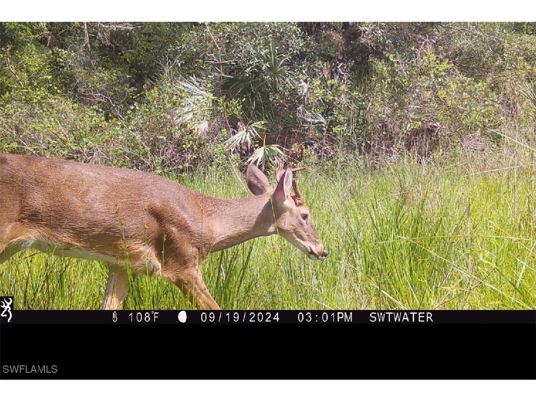 Secretariat Drive Labelle FL 33935 225021016 image29