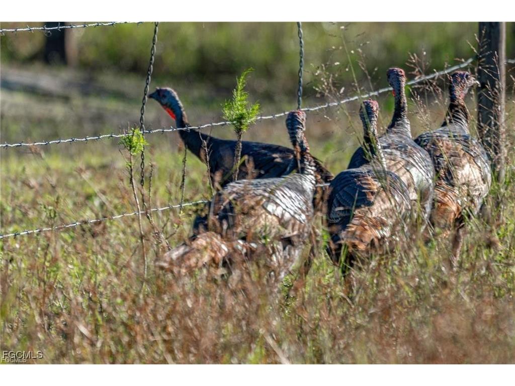 007 Misty Morning Lane Fort Myers FL 33913 2025015568 image31