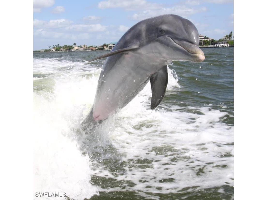 100 N Collier Boulevard #205 Marco Island FL 34145 226002861 image35