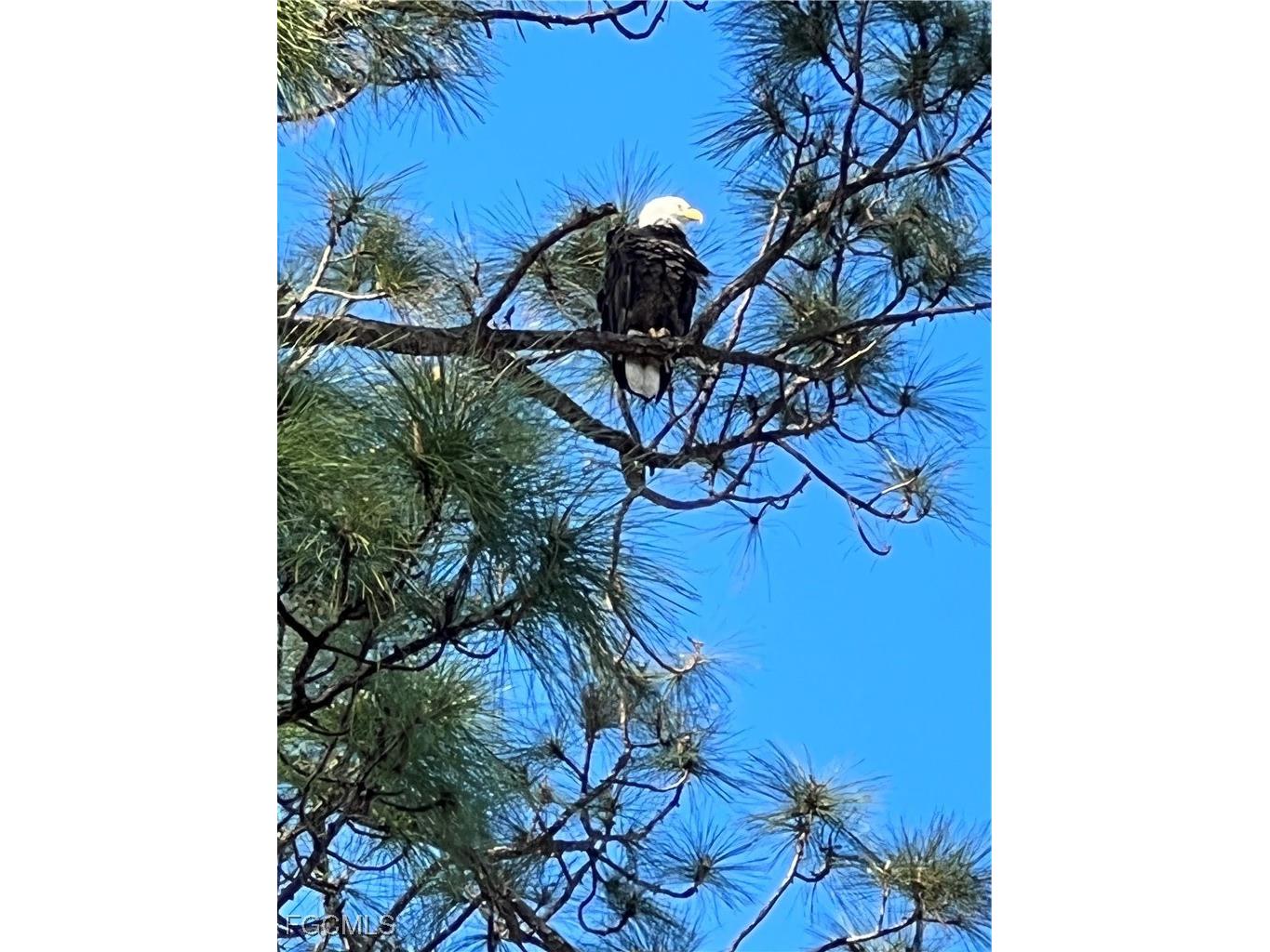 10113 Colonial Country Club Boulevard #2205 Fort Myers FL 33913 2025022789 image45