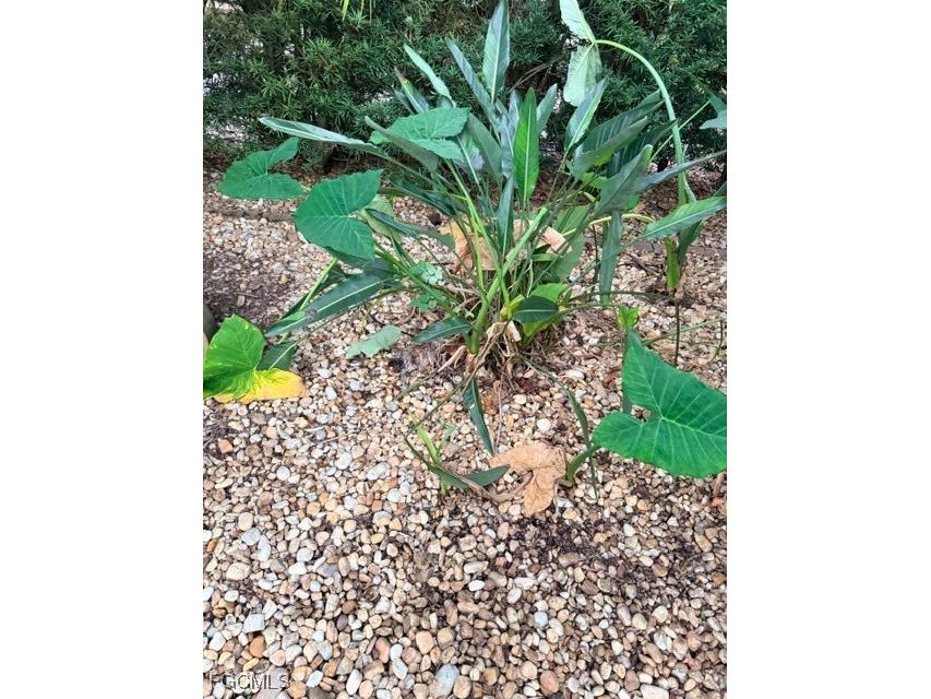 10212 Yellowtop Trail Fort Myers FL 33905 2026002333 image8