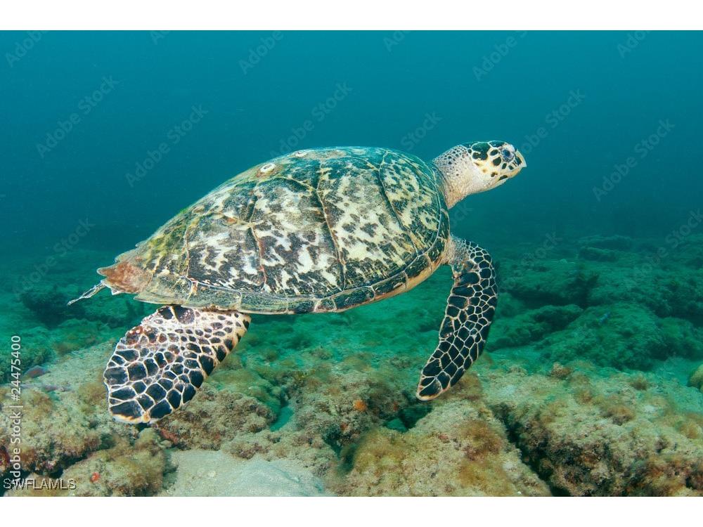 1024 NE 23rd Terrace Cape Coral FL 33909 2025002152 image7