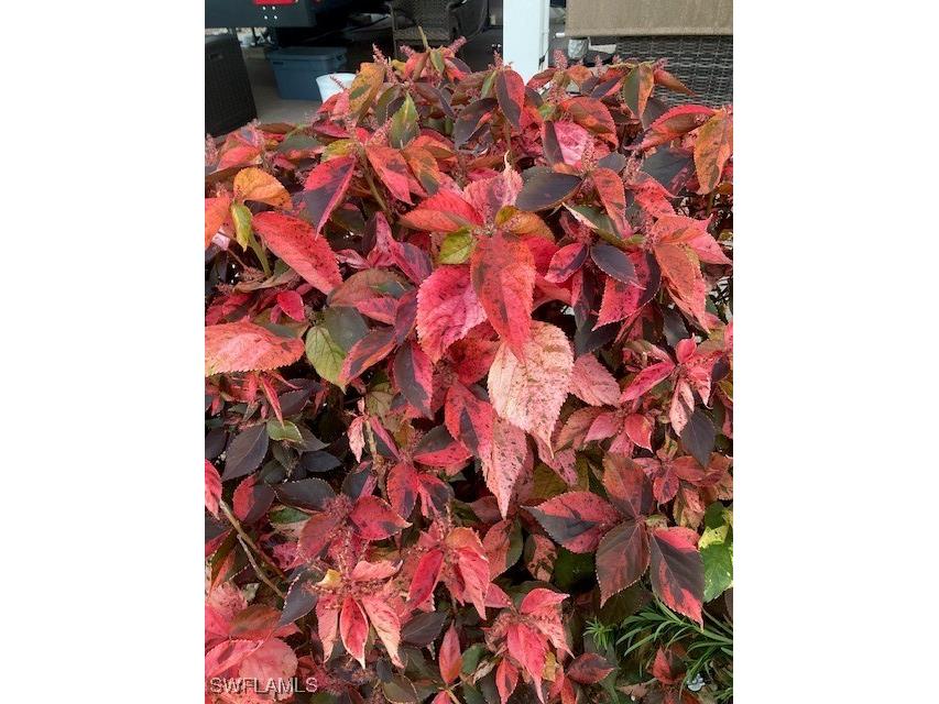 10309 Fire Flag Trail Fort Myers FL 33905 225035598 image23