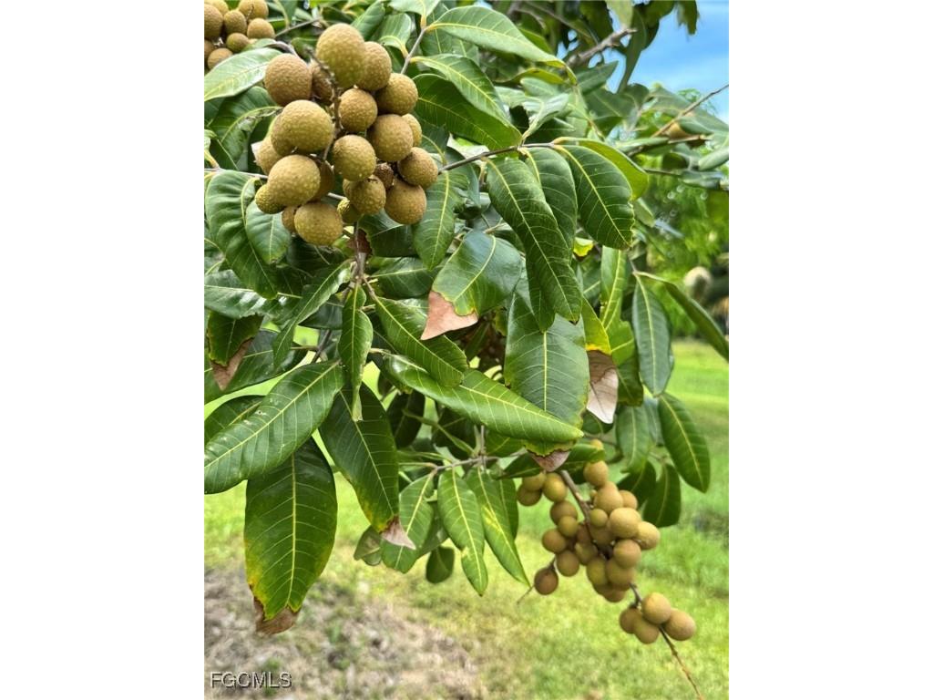 10464 Betsy Parkway Saint James City FL 33956 2025001113 image47