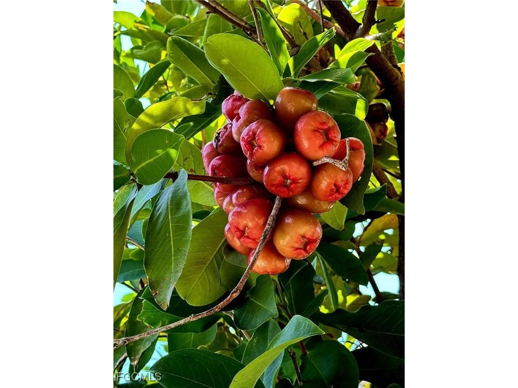 10464 Betsy Parkway Saint James City FL 33956 2025001113 image7