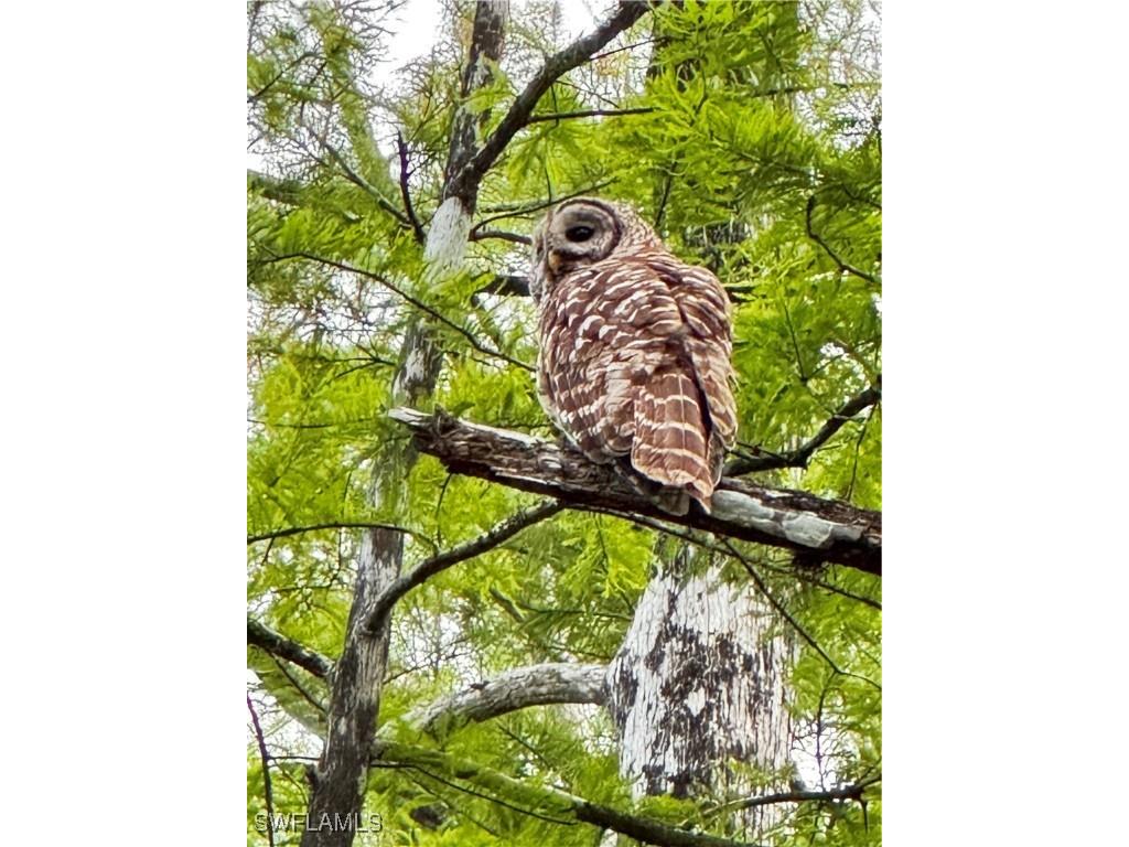 10581 Ben C Pratt/6 Mile Cypress Parkway Fort Myers FL 33966 223095364 image2