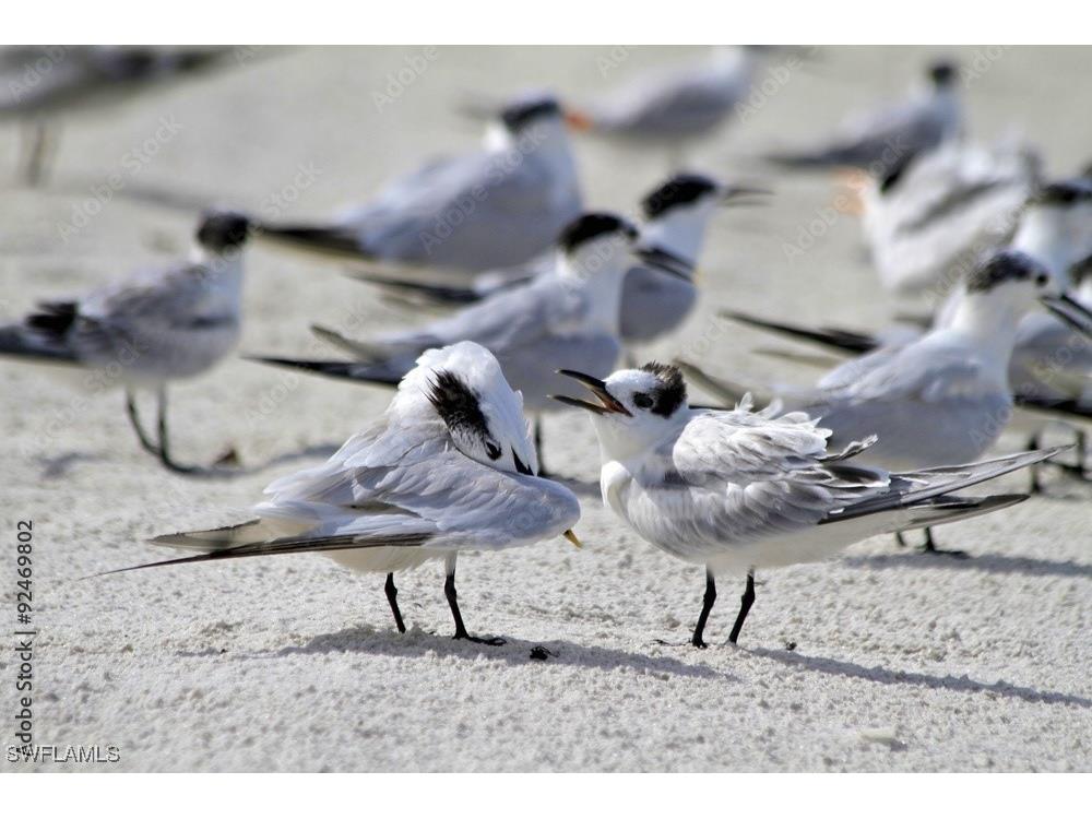 1155 Sandpiper Street #E3 Naples FL 34102 225074898 image35