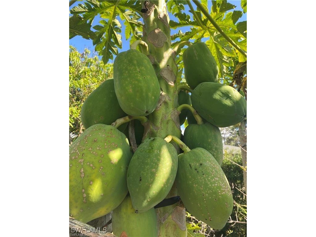 119 Flame Vine Drive Naples FL 34110 225068286 image24