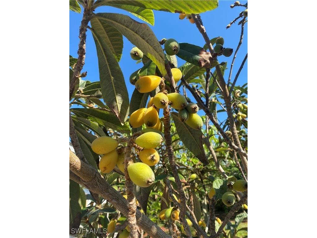 119 Flame Vine Drive Naples FL 34110 225068286 image25