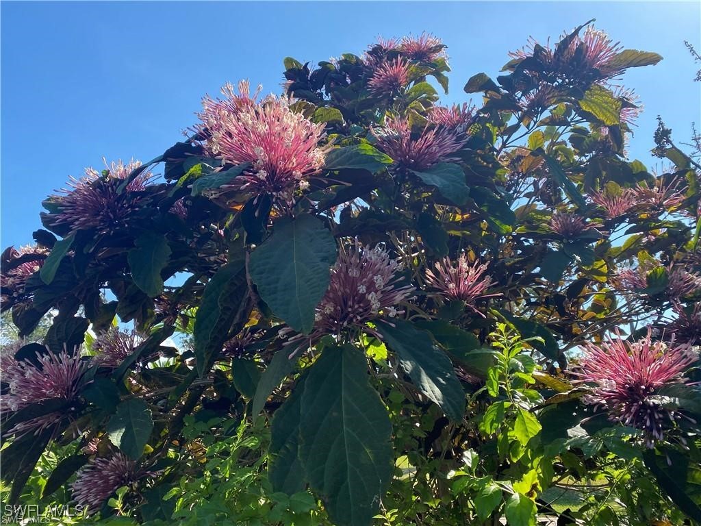 119 Flame Vine Drive Naples FL 34110 225068286 image29