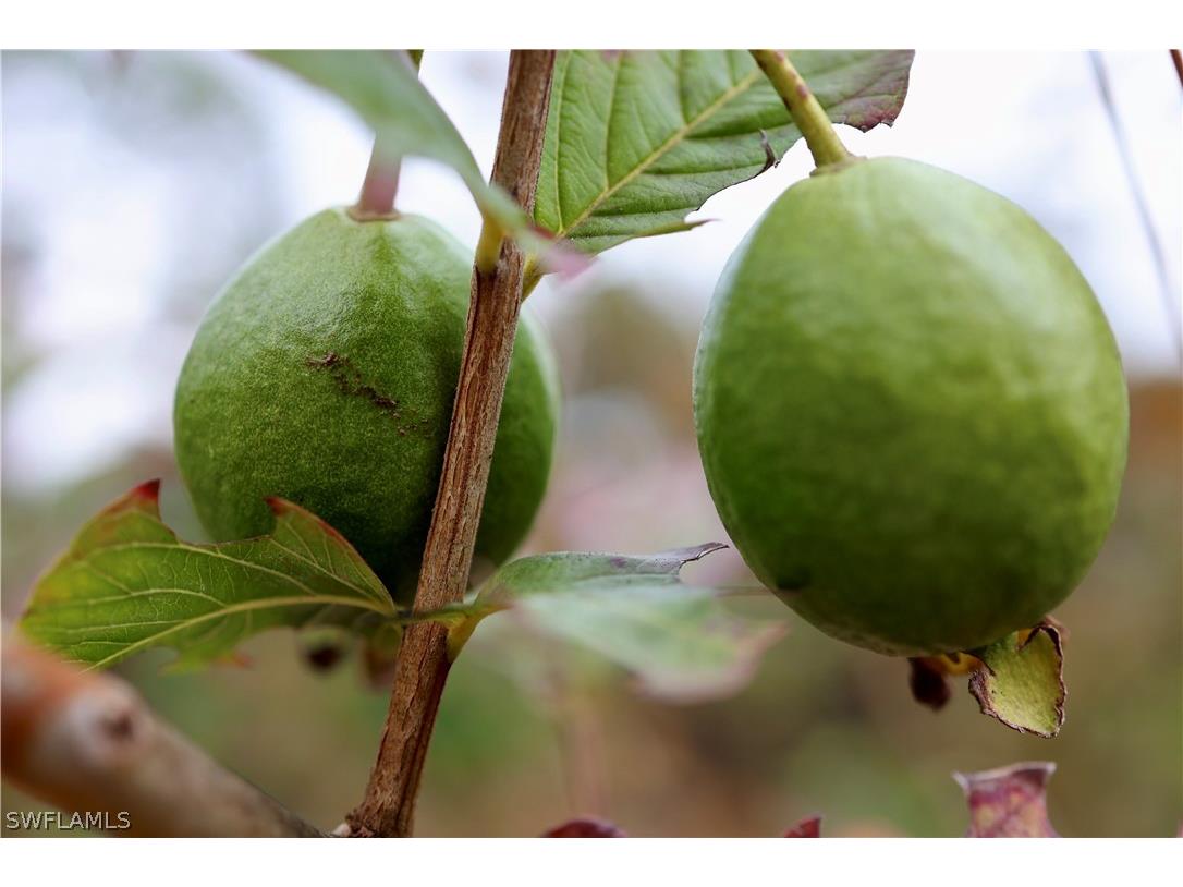 12 35th Avenue NW Naples FL 34120 226006579 image45