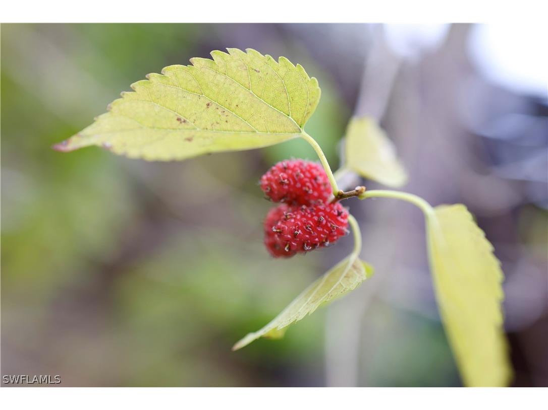 12 35th Avenue NW Naples FL 34120 226006579 image50