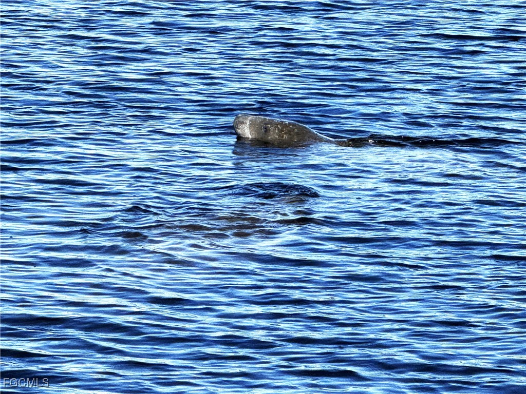 131 SW 47th Terrace #202 Cape Coral FL 33914 2025020103 image31