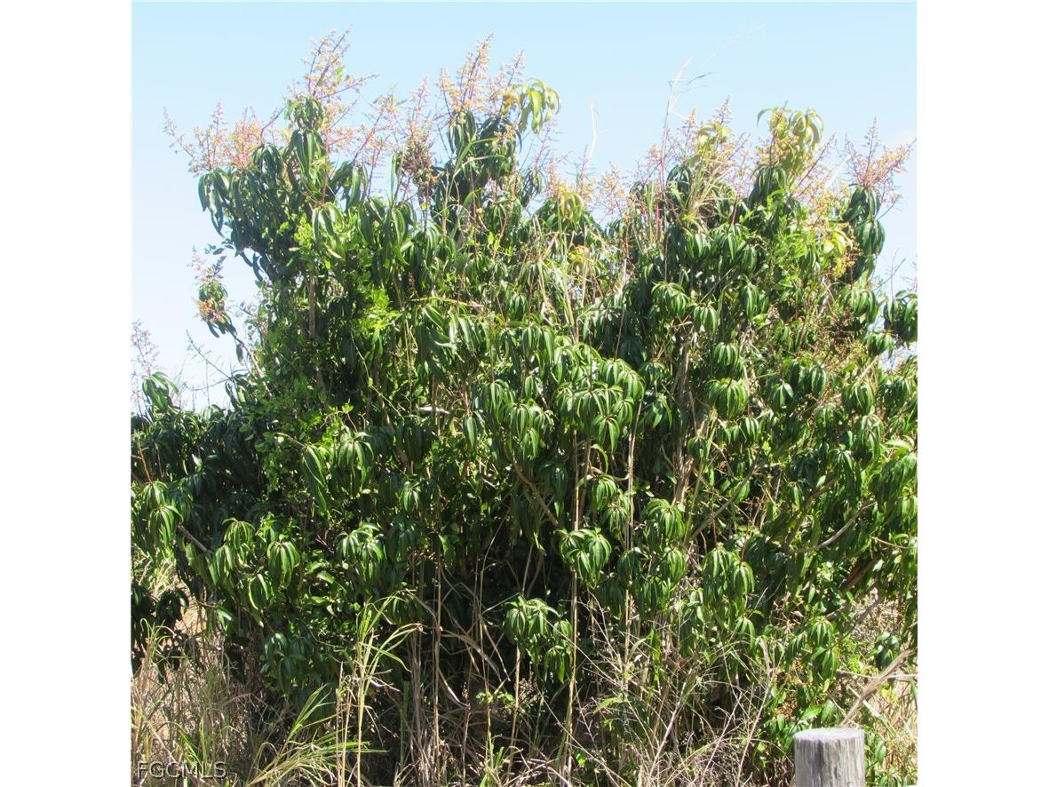 13171 Samadani Lane Bokeelia FL 33922 2026013859 image5