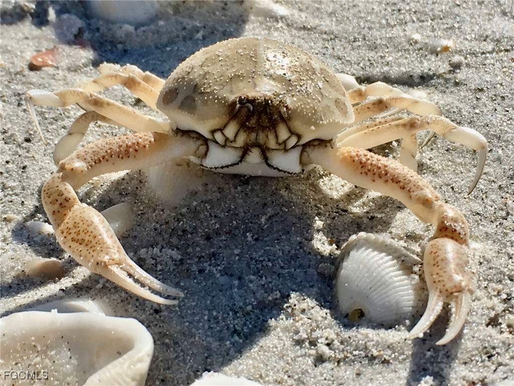 1390 Middle Gulf Drive #E Sanibel FL 33957 2025011570 image44