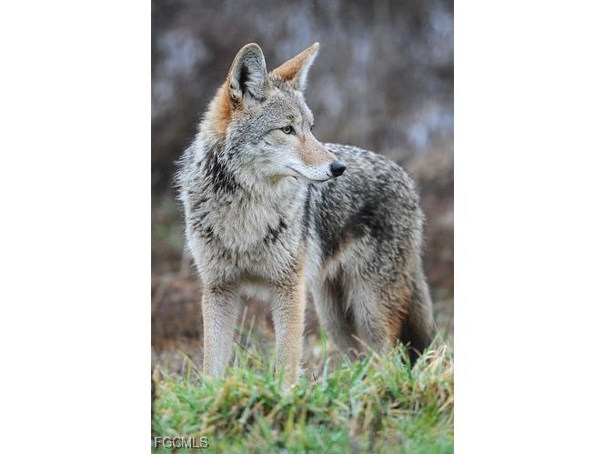 14051 Brant Point Circle #8106 Fort Myers FL 33919 2025020592 image43