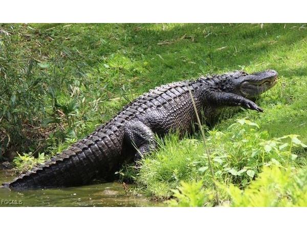 14145 Grosse Point Lane Fort Myers FL 33919 2025025495 image43