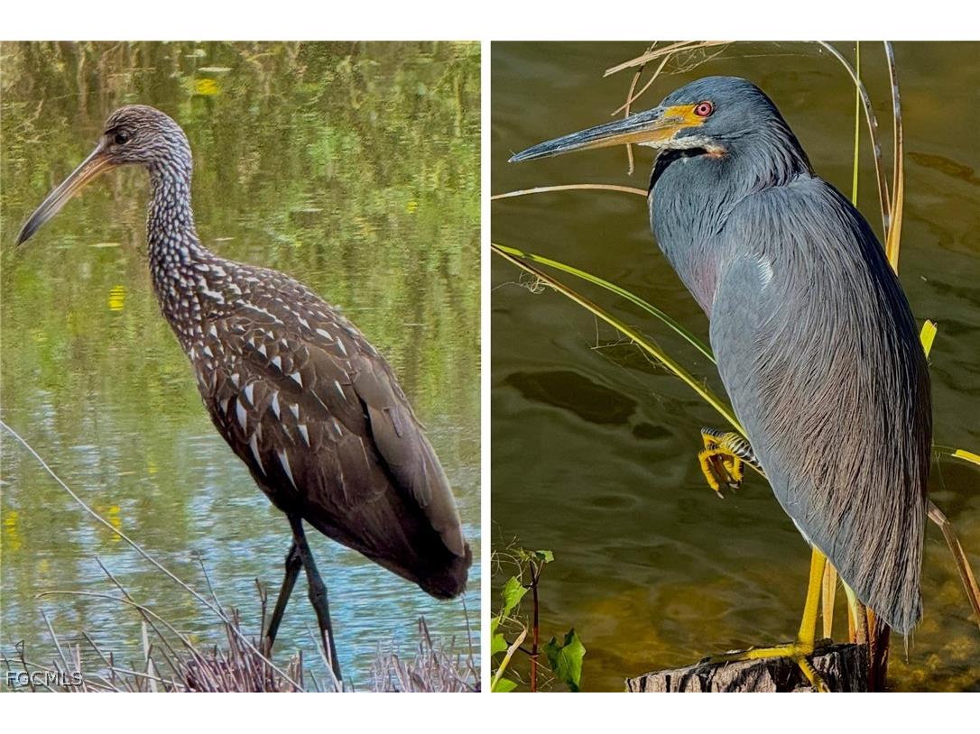 14593 Aeries Way Drive Fort Myers FL 33912 2026006499 image40