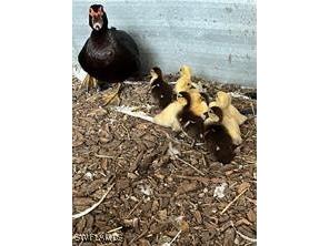 17181 Katydid Lane Fort Myers FL 33913 224105055 image12