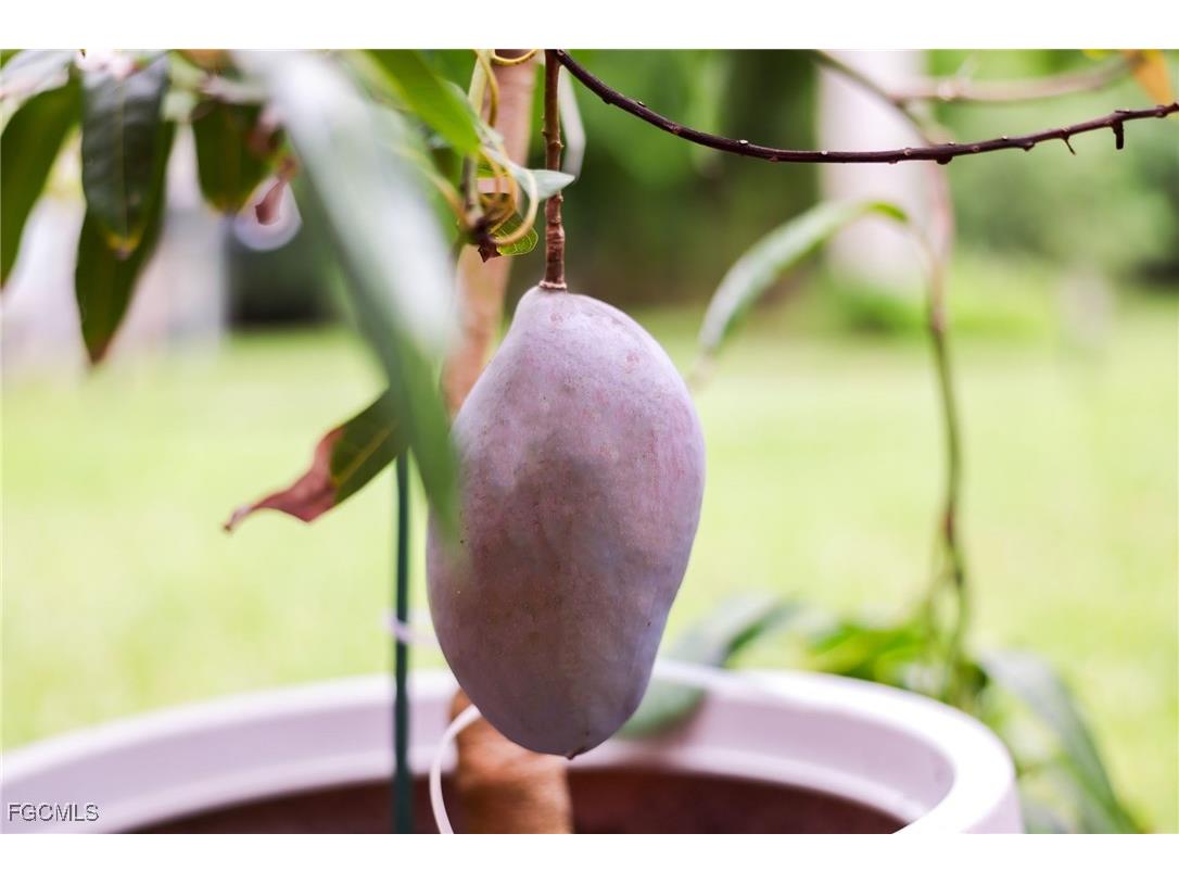 1771 Coral Way North Fort Myers FL 33917 2025007290 image46