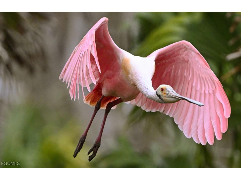 1810 NE 21st Place Cape Coral FL 33909 2025023034 image11