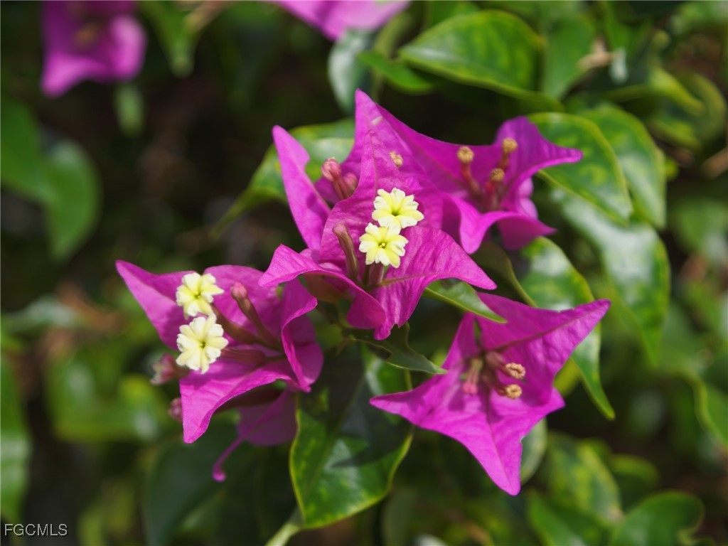 18409 Orangecrest Court Lehigh Acres FL 33936 2025019454 image28