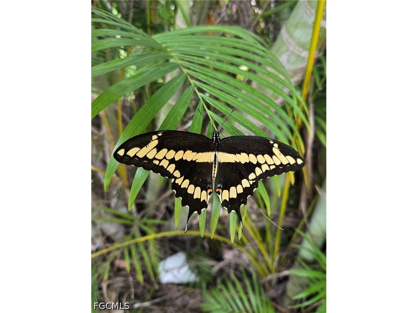 1918 SW 29th Terrace Cape Coral FL 33914 2026011033 image25