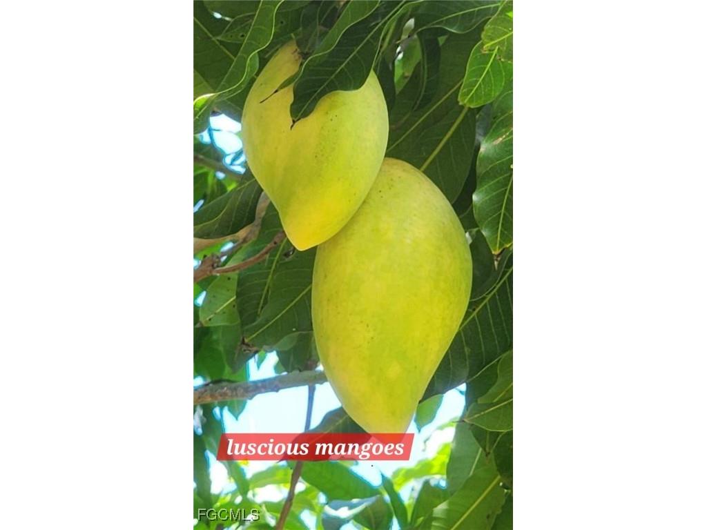 19760 Adams Road Fort Myers FL 33908 2025002373 image29