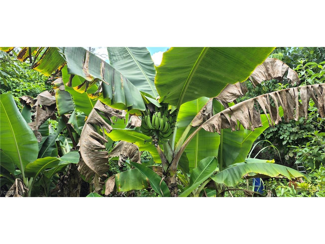 2011 Leroy Avenue Alva FL 33920 2025005126 image20