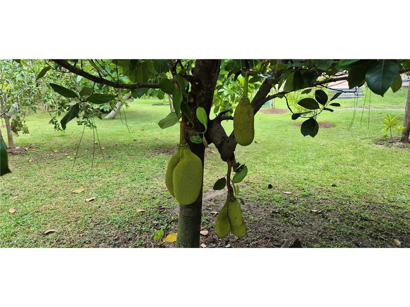 2011 Leroy Avenue Alva FL 33920 2025005126 image21