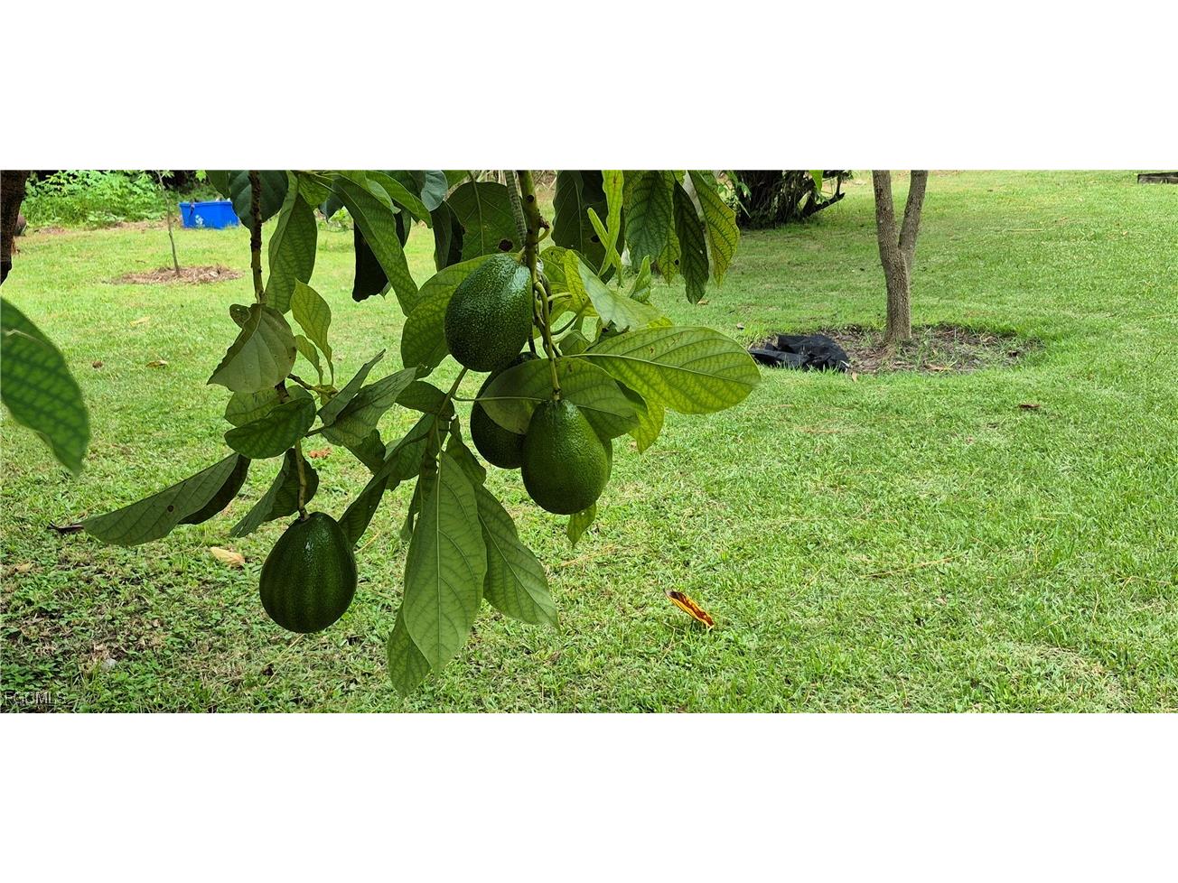 2011 Leroy Avenue Alva FL 33920 2025005126 image22