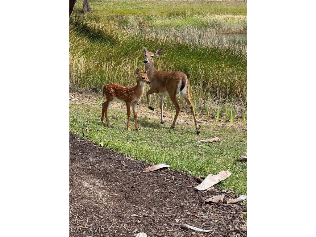 20309 Black Tree Lane Estero FL 33928 225031162 image40