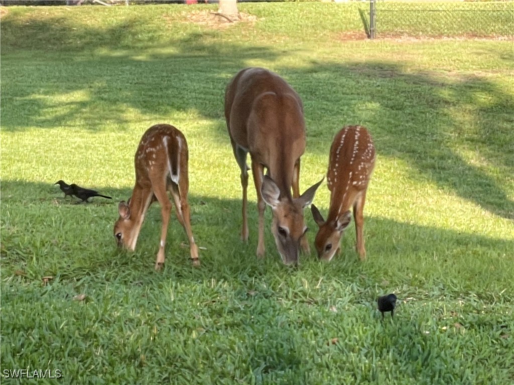 20309 Black Tree Lane Estero FL 33928 225031162 image41