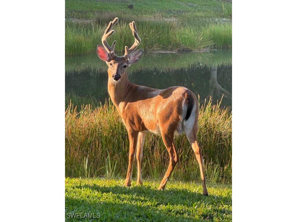 20309 Black Tree Lane Estero FL 33928 225031162 image42