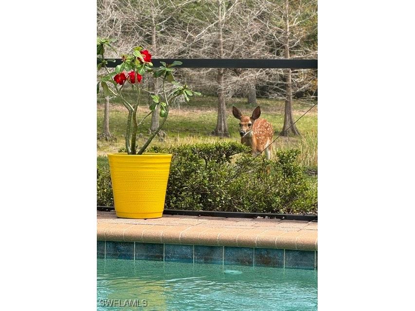 20309 Black Tree Lane Estero FL 33928 225031162 image43