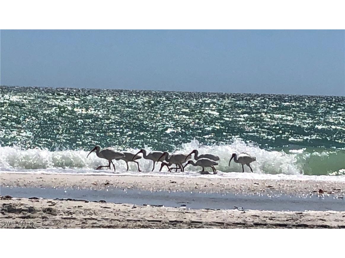 278 Bass Court Marco Island FL 34145 226003923 image40