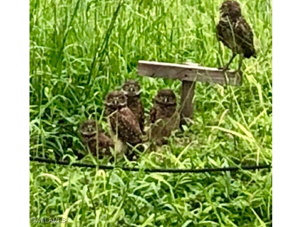 278 Bass Court Marco Island FL 34145 226003923 image44