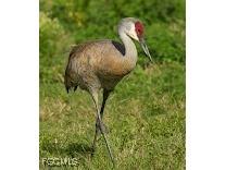 3411 53rd Street W Lehigh Acres FL 33971 2025016032 image6