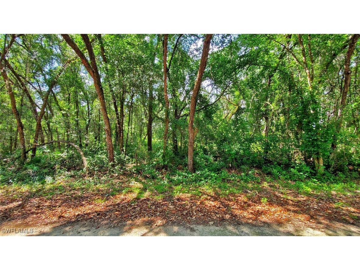 35084 Batesfield Street Webster FL 33597 225053908 image3