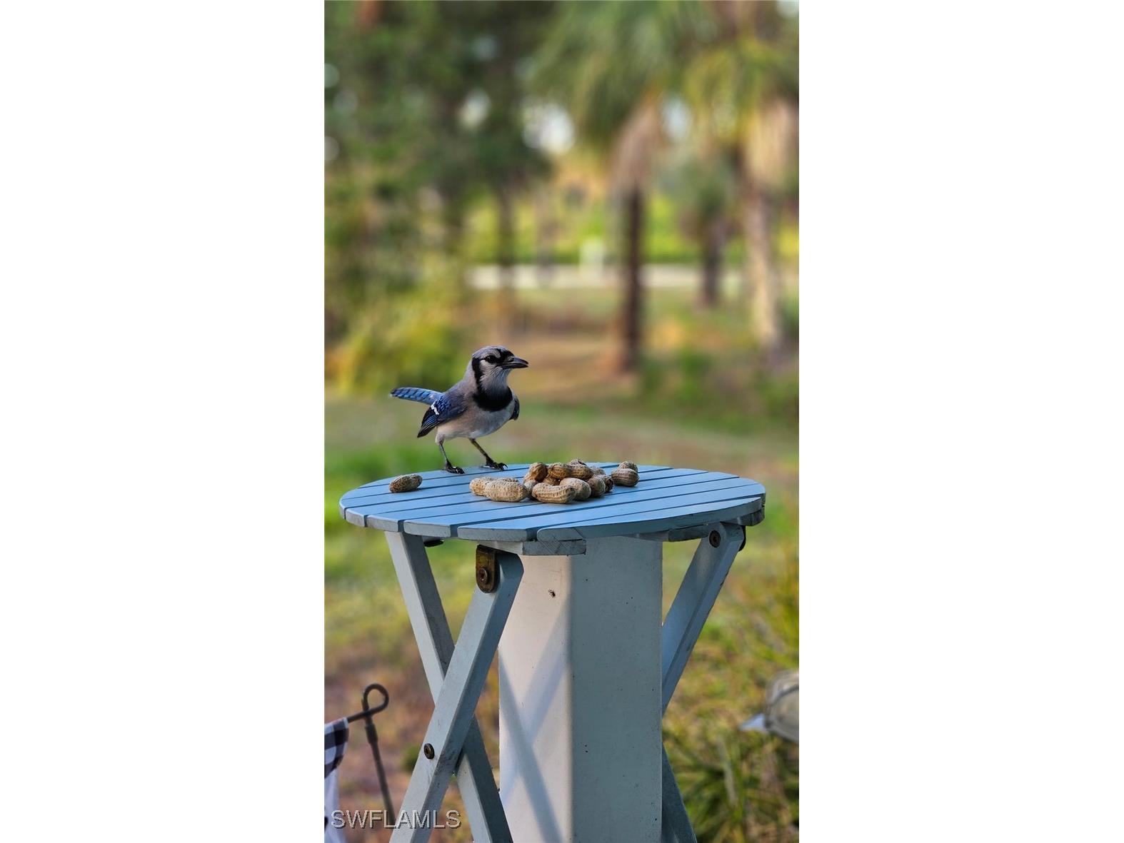 3525 16th Avenue SE Naples FL 34117 225067414 image13